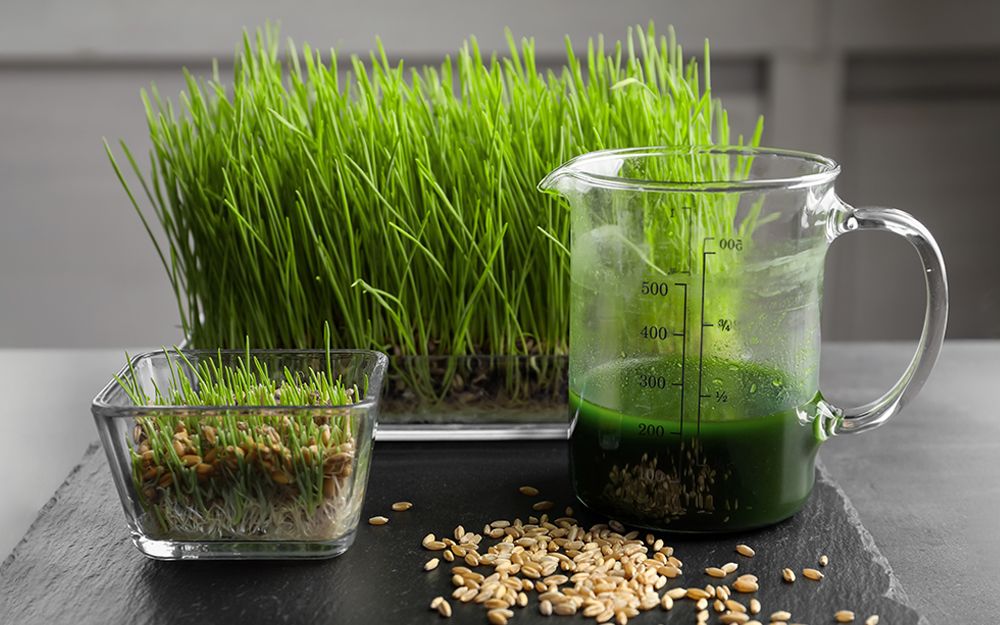 Summer Cool Offs - Why and How to Grow Wheatgrass at Home
