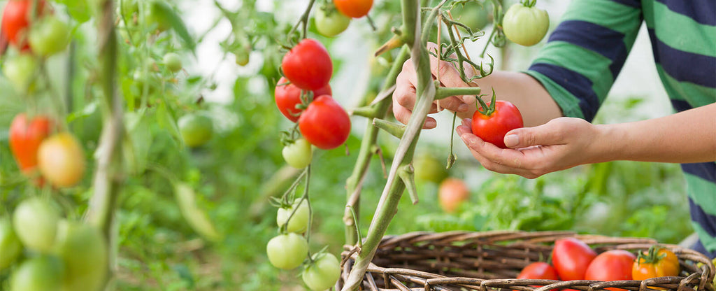 Kitchen Gardening: At Home with Health